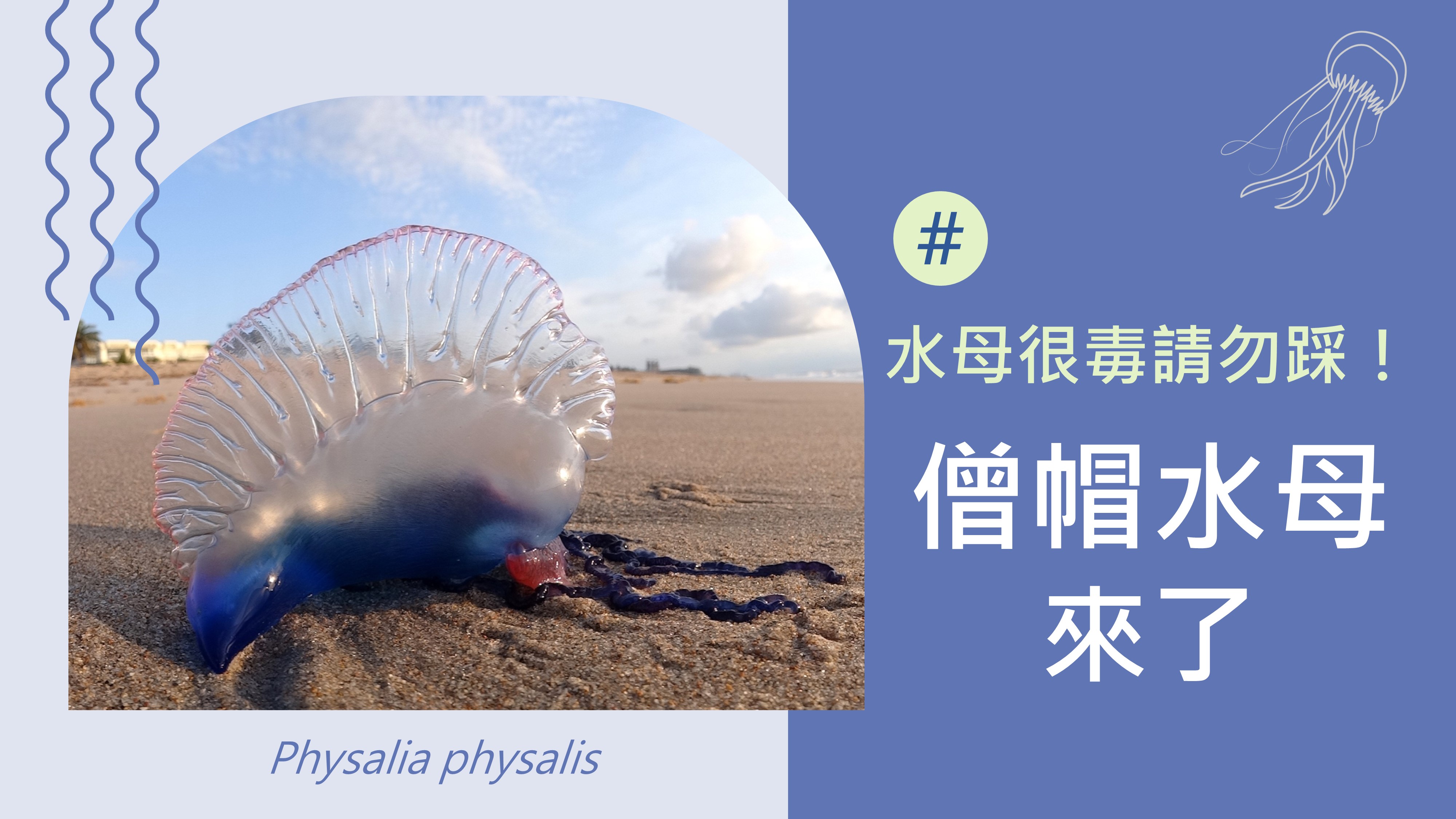 水母很毒請勿踩！僧帽水母來了